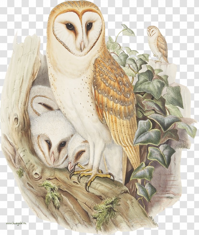 Owl The Birds Of Australia John Gould's Great Britain - Owls Transparent PNG
