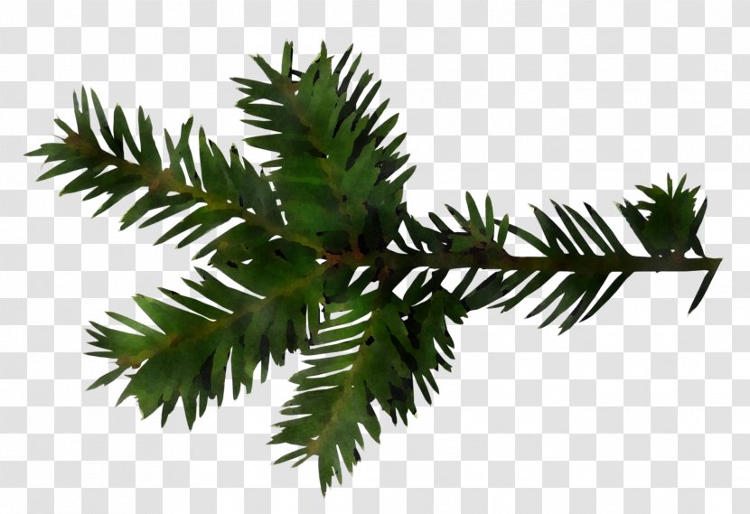 Balsam Fir Yellow Shortleaf Black Spruce Oregon Pine Tree - Sitka Colorado Transparent PNG