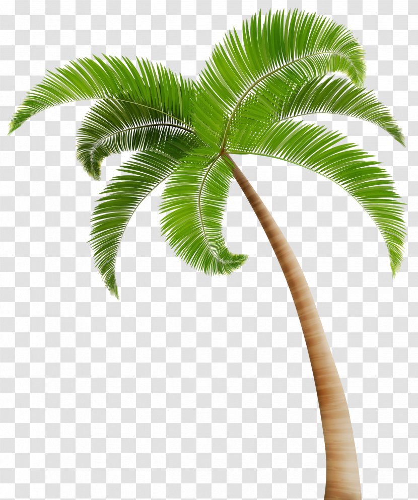 Coconut Leaf Drawing - Houseplant - Roystonea Tropics Transparent PNG