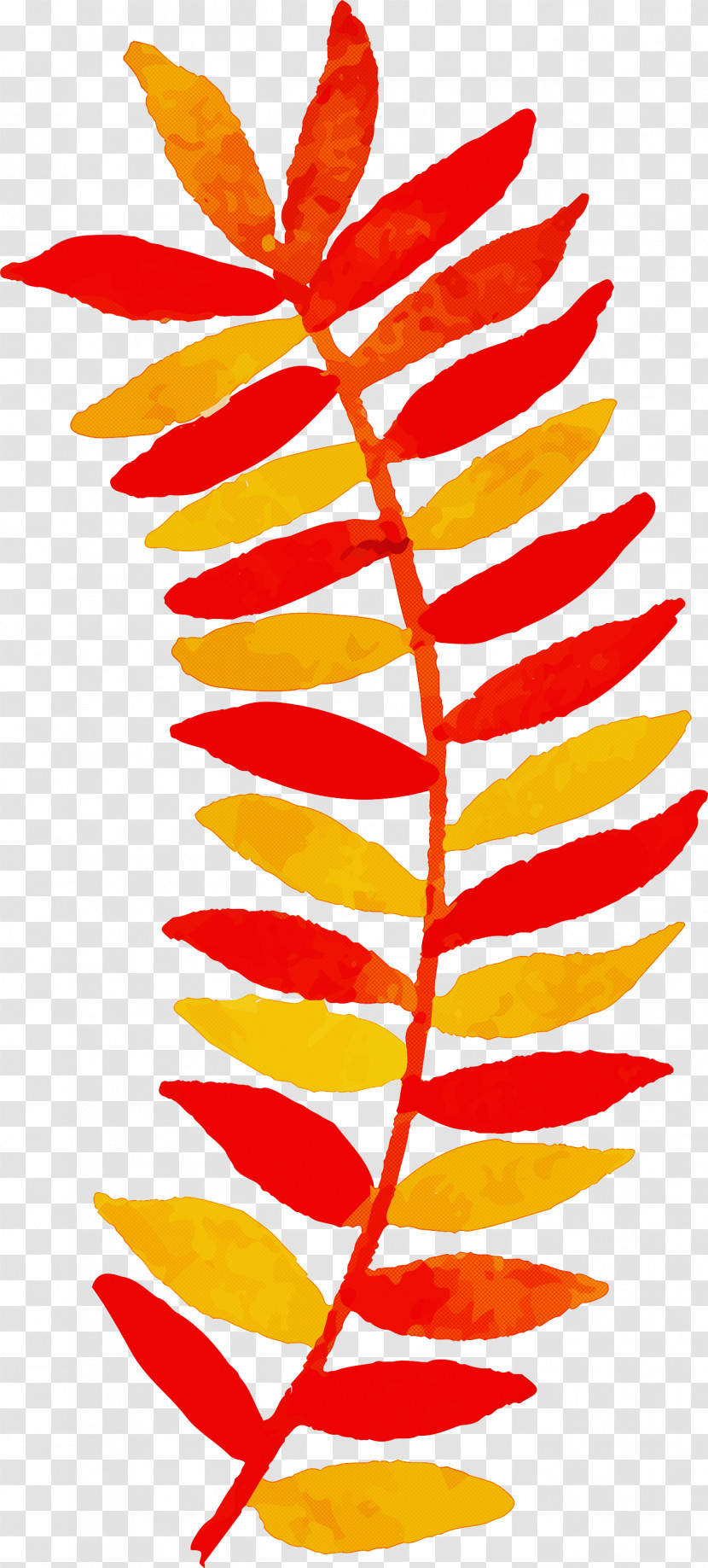 Autumn Leaf Colorful Leaf Transparent PNG