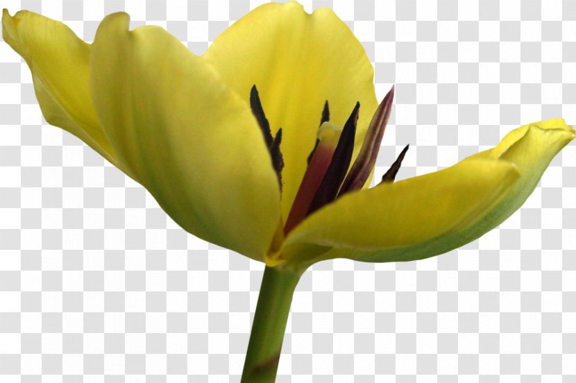 Tulip Flower Yellow Transparent PNG
