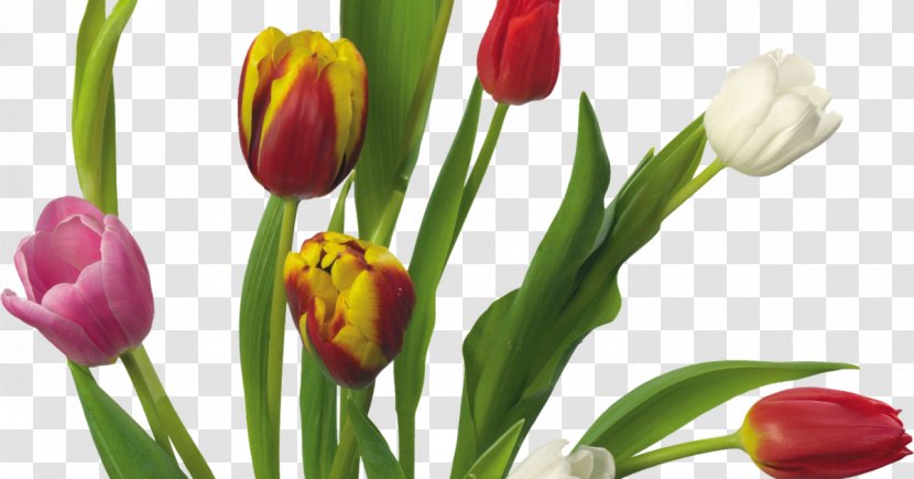 Flower Indira Gandhi Memorial Tulip Garden Clip Art Transparent PNG