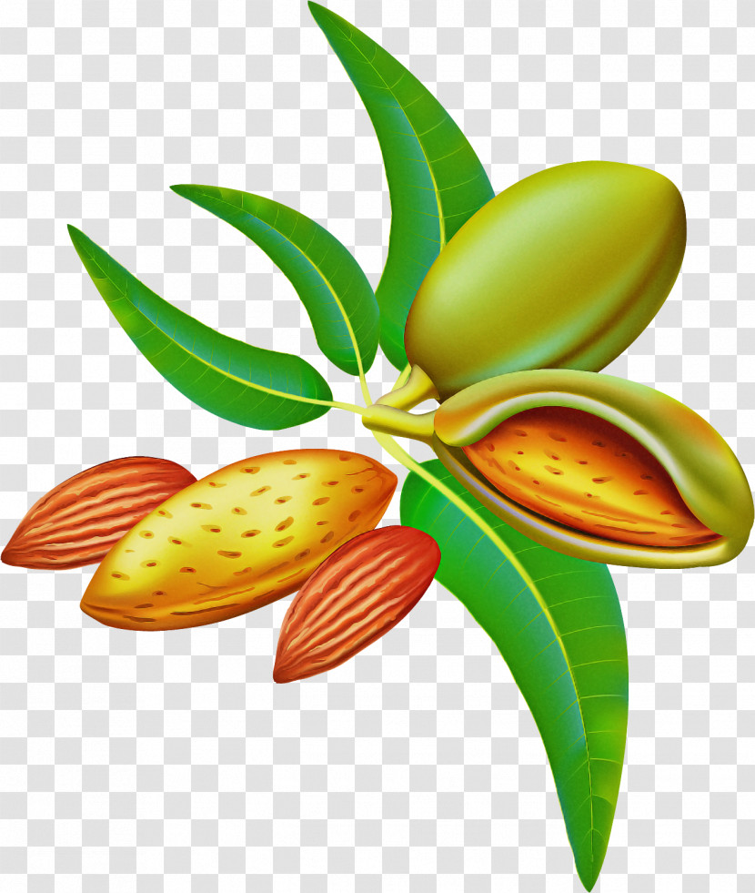 Plant Leaf Flower Transparent PNG
