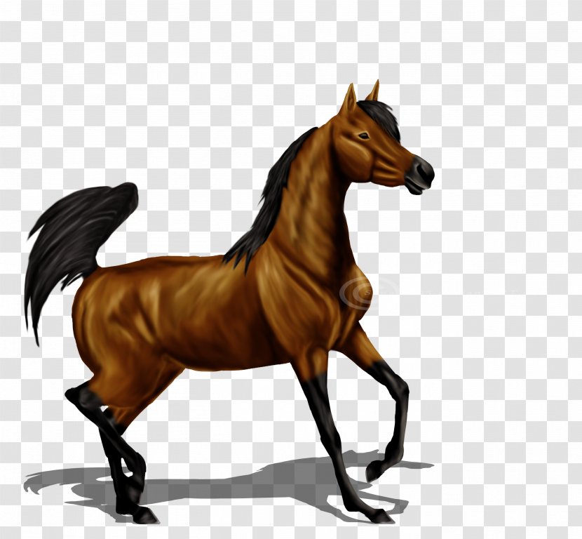 Foal Mustang Stallion Mare Friesian Horse - Drawing - Sana Transparent PNG