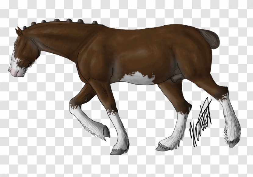 Foal Mustang Stallion Colt Mare Transparent PNG