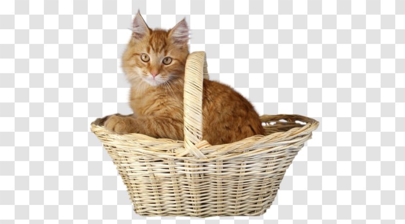 Kitten On Cats Whiskers - Wicker - A Cat Transparent PNG