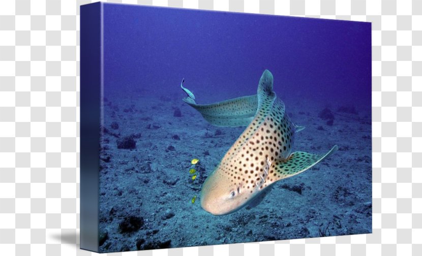 Tiger Shark Marine Biology Coral Reef Fish Underwater - Requiem - Leopard Transparent PNG