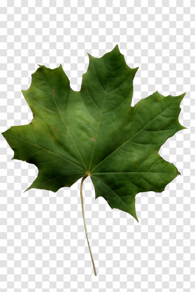 Norway Maple Sycamore Leaf Red Field - Plane Transparent PNG