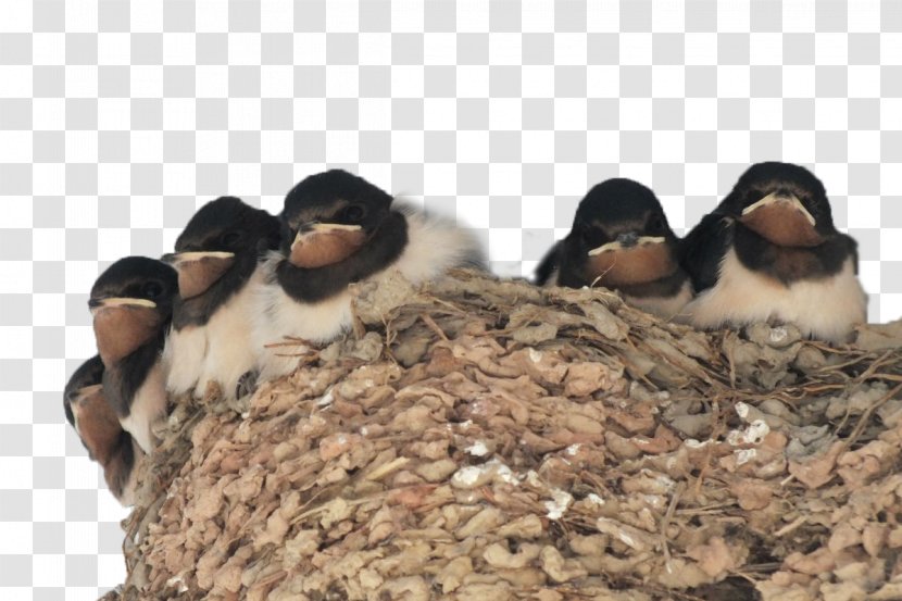 El Nido, Palawan Swallow Pxe4xe4skysenpesxe4keitto Edible Birds Nest - Beak - In The Bird's Transparent PNG