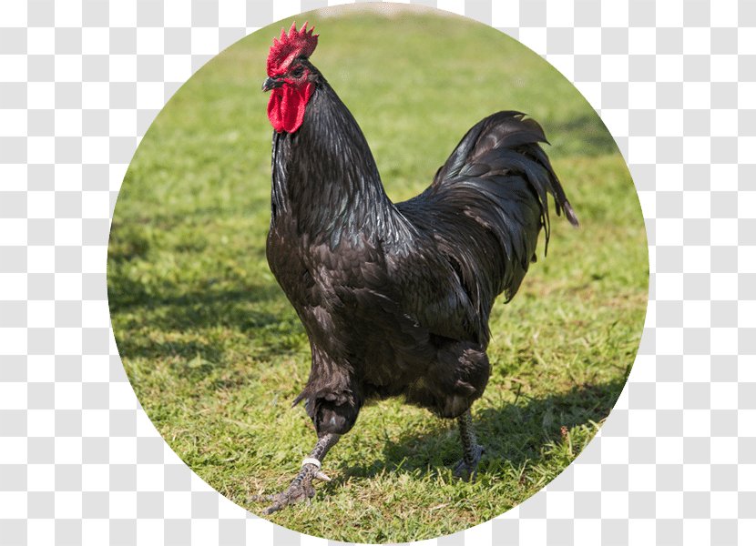Rooster Cochin Chicken Australorp Leghorn Valdarno - Silkie - Race Transparent PNG