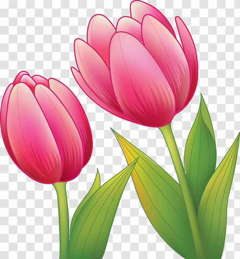 Royalty-free Drawing Red - White - Flower Transparent PNG