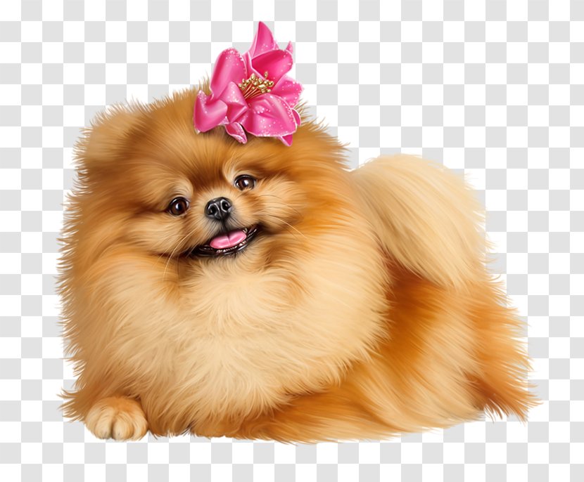 Pomeranian German Spitz Puppy Volpino Transparent PNG