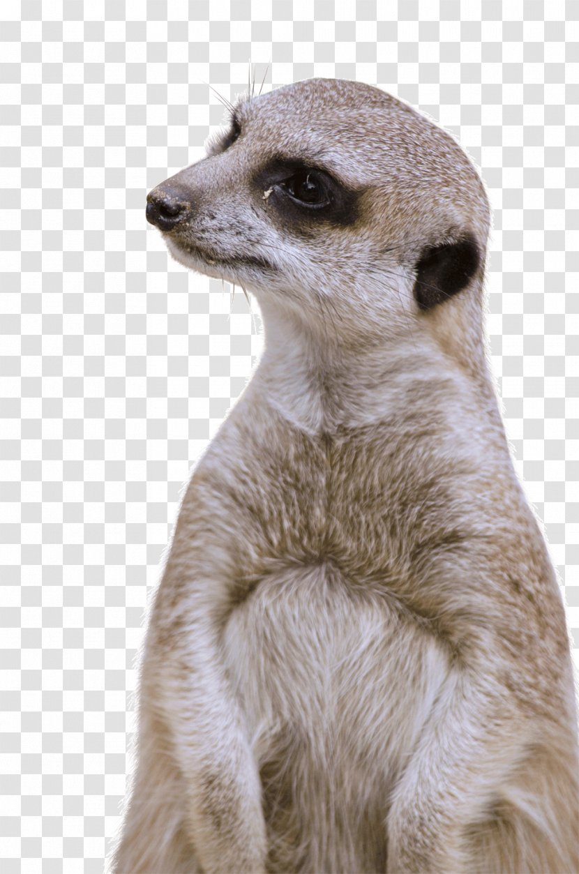 Compare The Meerkat Chinchilla Animal Fudge - Fur - Zoo Animals Transparent PNG