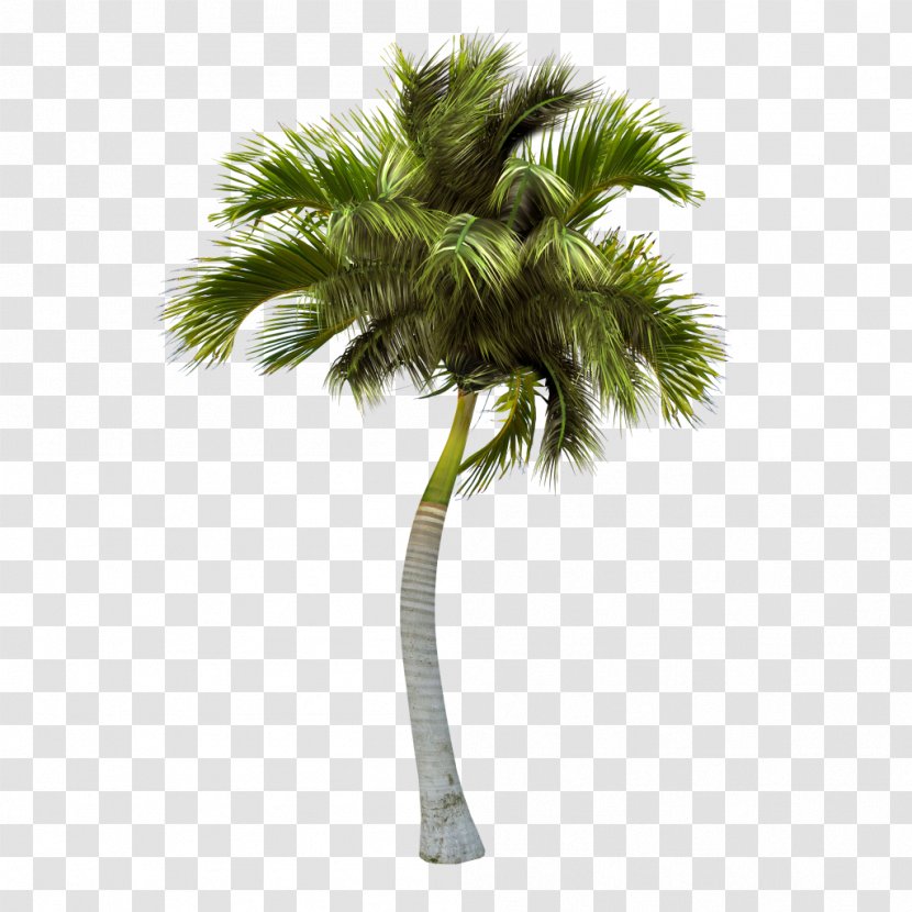 Somewhere Android Island - Palm Tree Transparent PNG