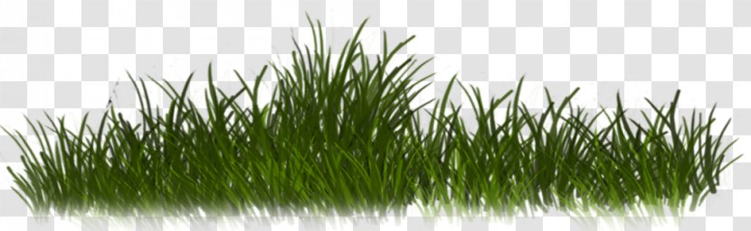 Chrysopogon Zizanioides Sweet Grass Family - Commodity - Graphics Software Transparent PNG