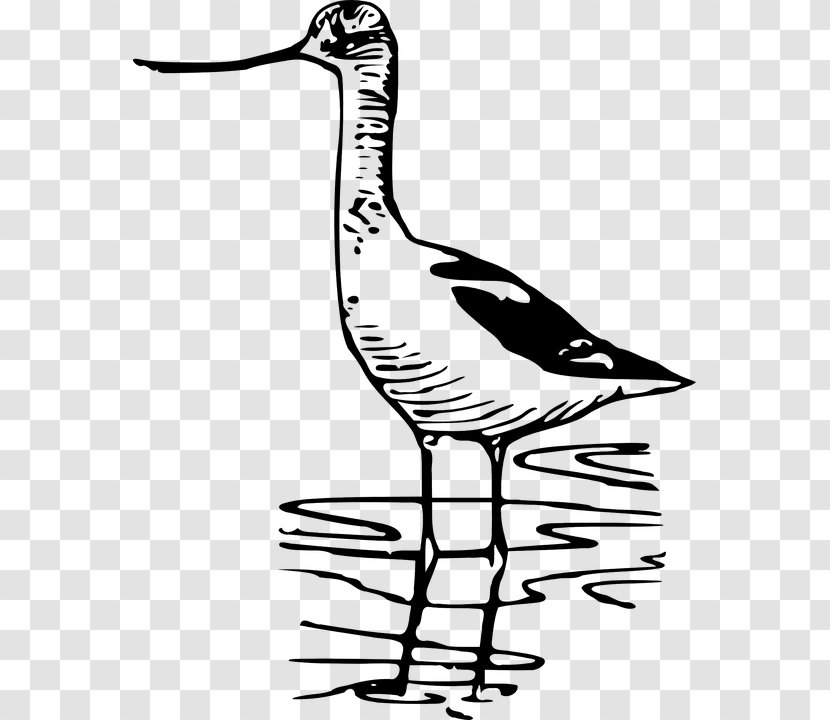 Bird Nest Wader Drawing Curlew - Black And White Transparent PNG