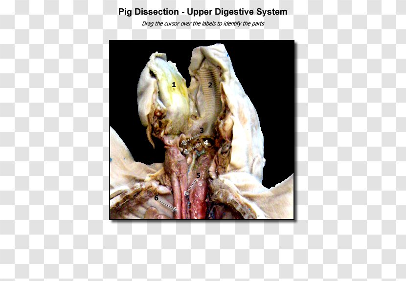 Jaw Organism - Biology Transparent PNG