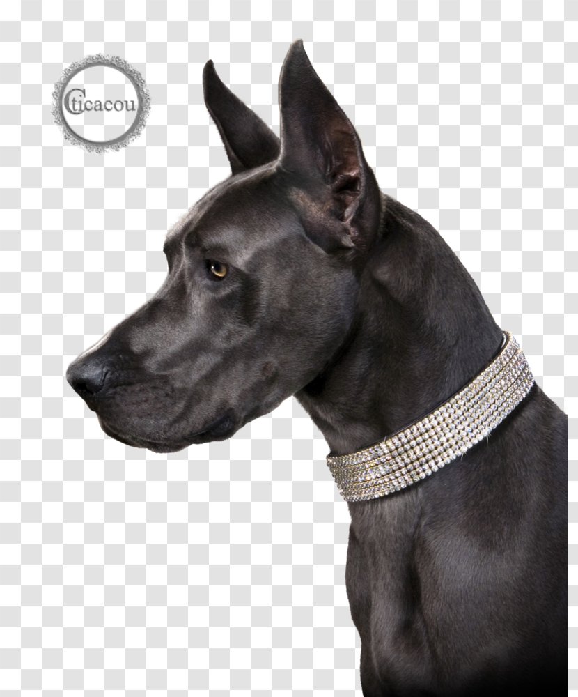 Cat Great Dane Dog Breed Puppy Collar - Swarovski Ag Transparent PNG