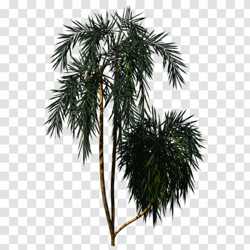 Pine Tree Arecaceae Plant - Arecales - Palm Transparent PNG