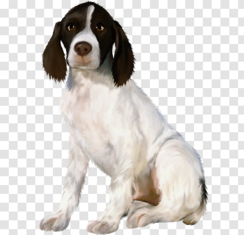 Drentse Patrijshond Welsh Springer Spaniel English French Russian - Rare Breed Dog - A Puppy Transparent PNG