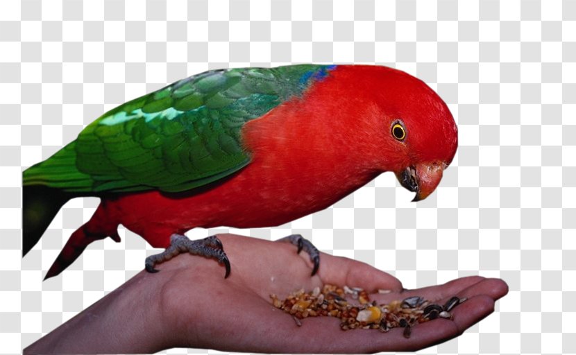 Parrot Bird Perroquet Animal Transparent PNG