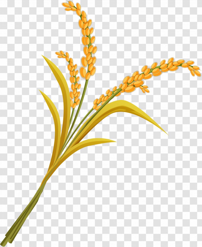 Rice Clip Art - Grass - Wheat Transparent PNG