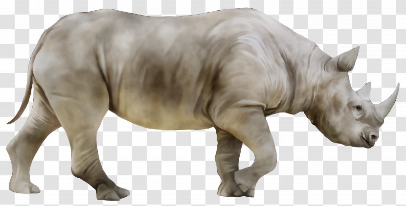 Indian Rhinoceros Camel Hippopotamus Stock Photography Transparent PNG