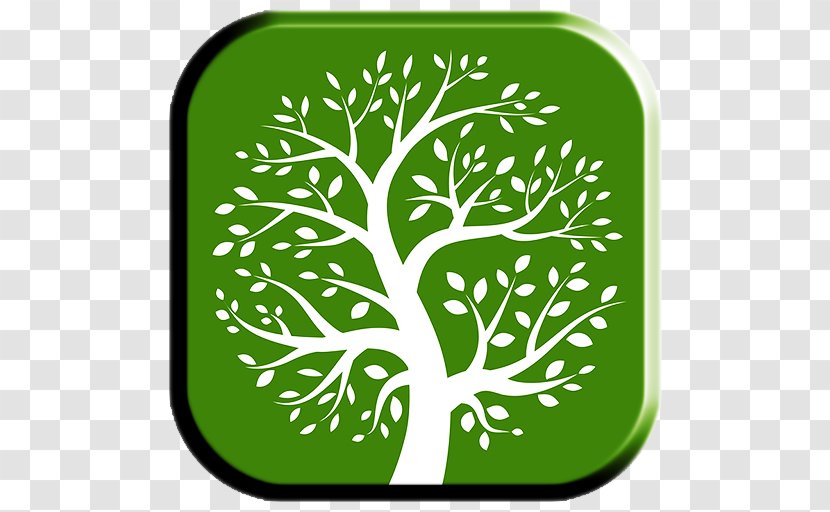 Family Tree Genealogy Clip Art - Woody Plant Transparent PNG