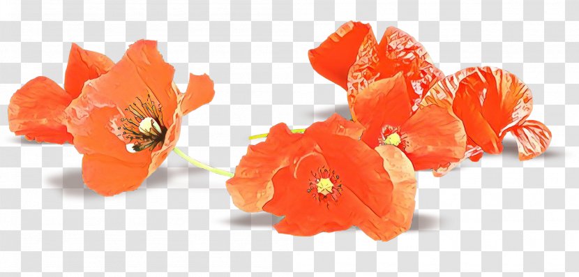 Love Flower - Petal - Poppy Family Coquelicot Transparent PNG