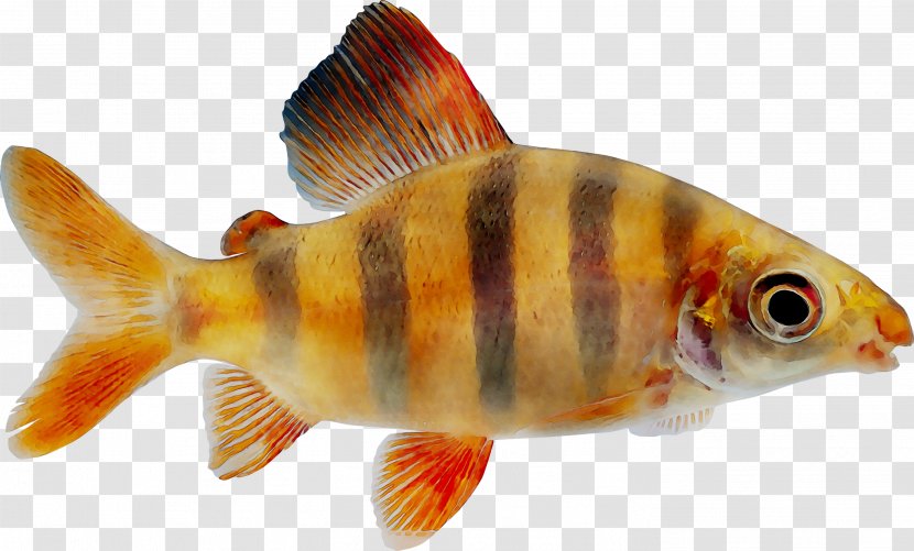 Goldfish Feeder Fish Freshwater Aquarium - Products - Koi Transparent PNG