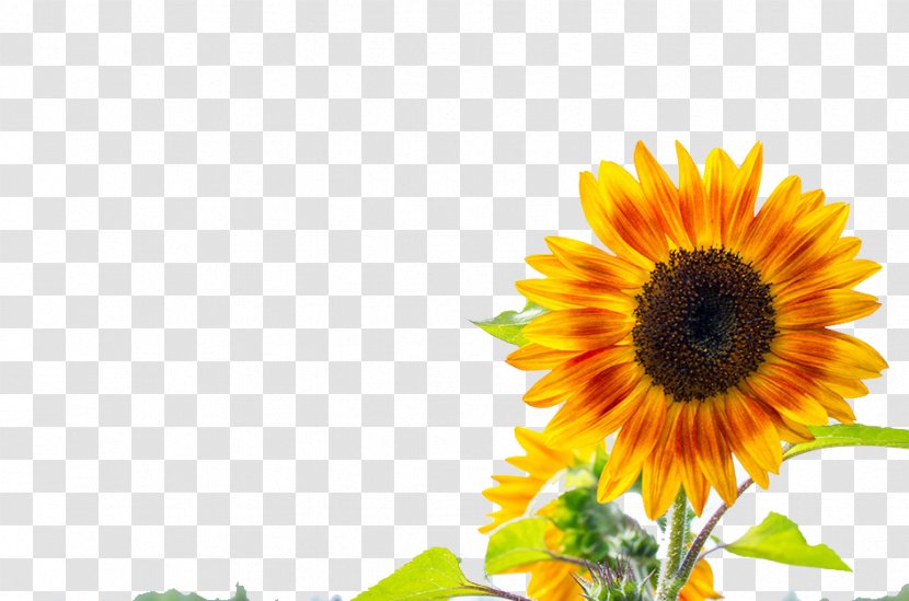 Two Cut Sunflowers Common Sunflower Yellow Transparent PNG