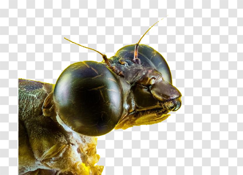 Dragonfly Insect Pixabay Compound Eye Illustration - Invertebrate - Closeup Transparent PNG