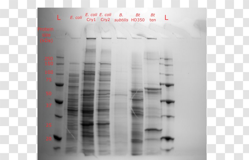 Protein SDS-PAGE Polyacrylamide Gel Electrophoresis Silver Stain Bacillus Thuringiensis - Biorad - Laboratories Transparent PNG