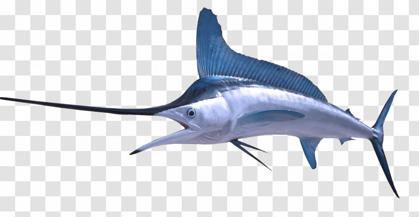 Shark Transparent PNG