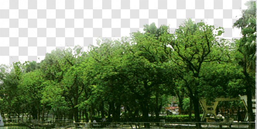 Tree Forest - Vecteur Transparent PNG