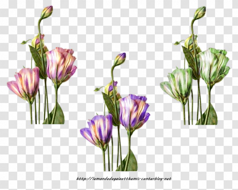 Tulip Cut Flowers Petal - Flowering Plant Transparent PNG