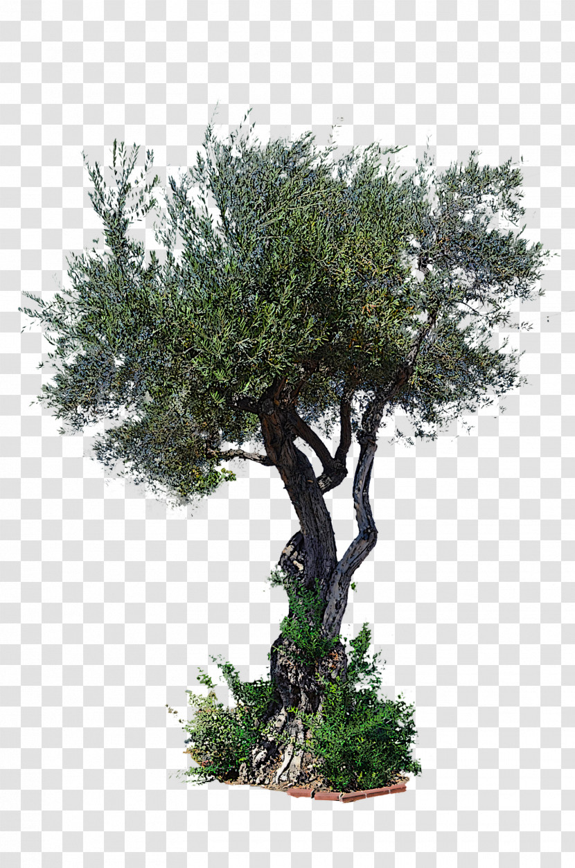 Tree Plant Woody Plant Flower Houseplant Transparent PNG