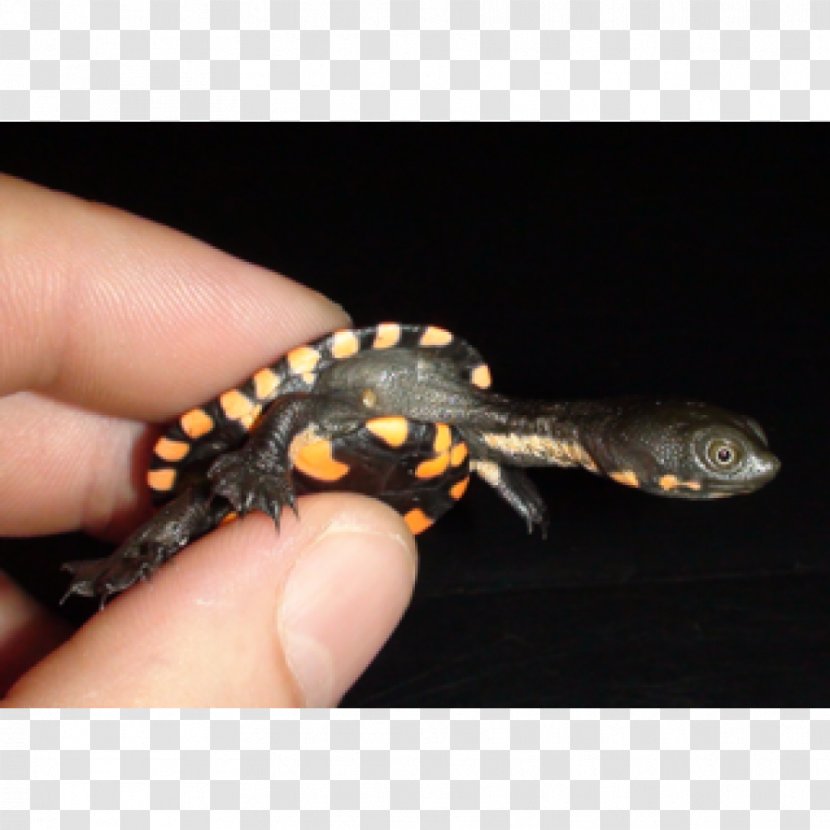 Gecko Eastern Long-necked Turtle Newt Reptile Transparent PNG