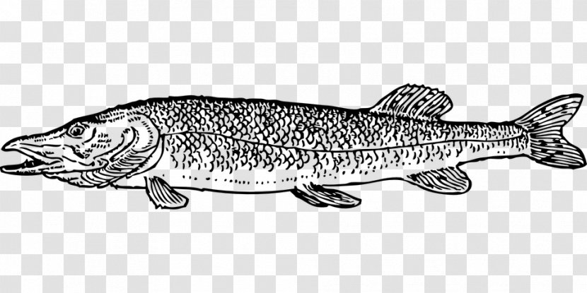 Northern Pike Drawing Fishing Clip Art - Animal Figure Transparent PNG