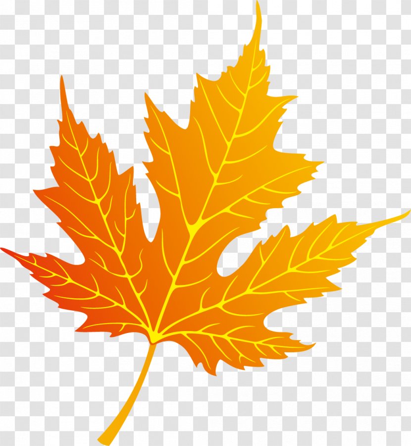 Autumn Leaf Color - Watercolor Painting - Leaves Decoration Transparent PNG