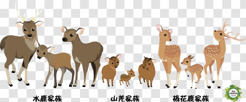 Formosan Sambar Deer Reeves's Muntjac Taiwan Sika Transparent PNG