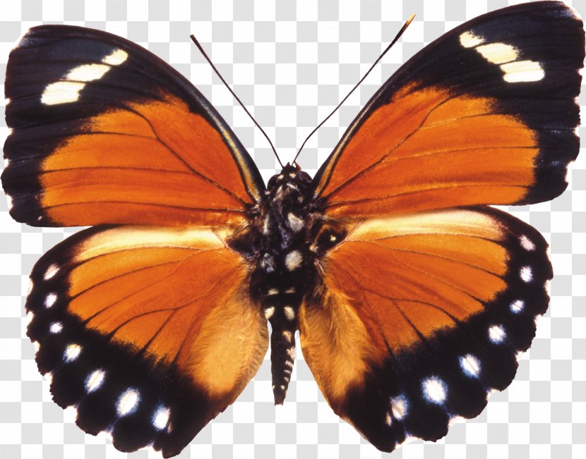 Butterfly Desktop Wallpaper Clip Art - Blue Transparent PNG