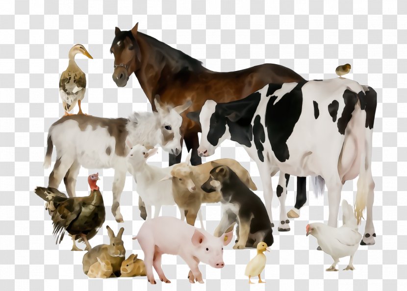 Animal Figure Herd Goat Goats Livestock - Pony Horse Transparent PNG