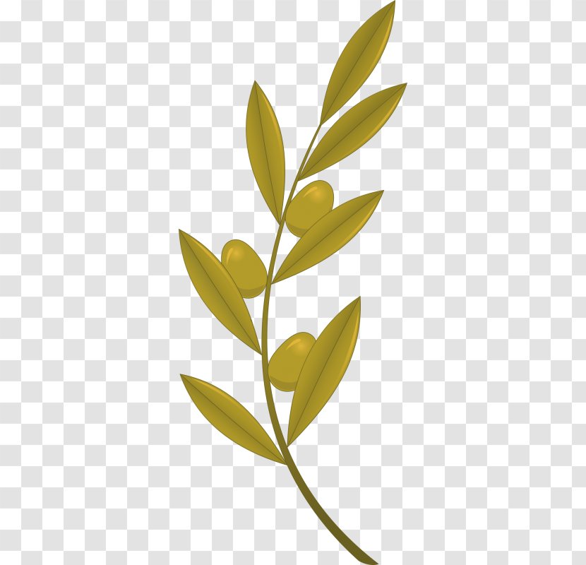Olive Branch Royalty-free - Chef Transparent PNG