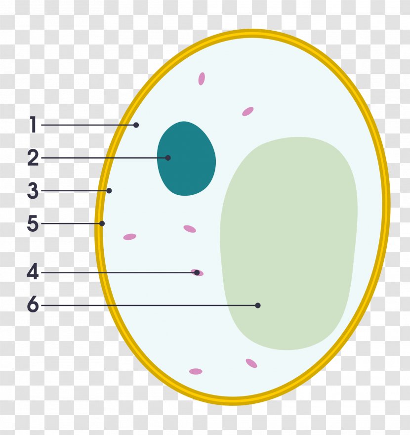 Yeast Cell Wall Fungus Diagram - Area - Illustration Transparent PNG
