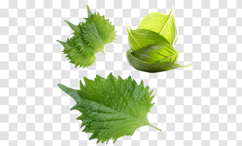 Leaf Vegetable Basil Herb - Herbalism - Shriveled Curly Leaves Transparent PNG