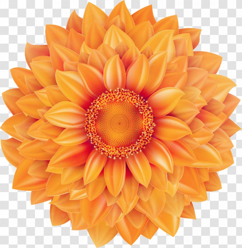 Common Sunflower Mexican Marigold - Petal - Creative Transparent PNG