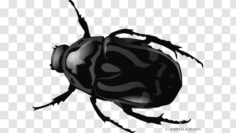 Beetle Clip Art Openclipart Drawing Graphics - Scarabs Transparent PNG