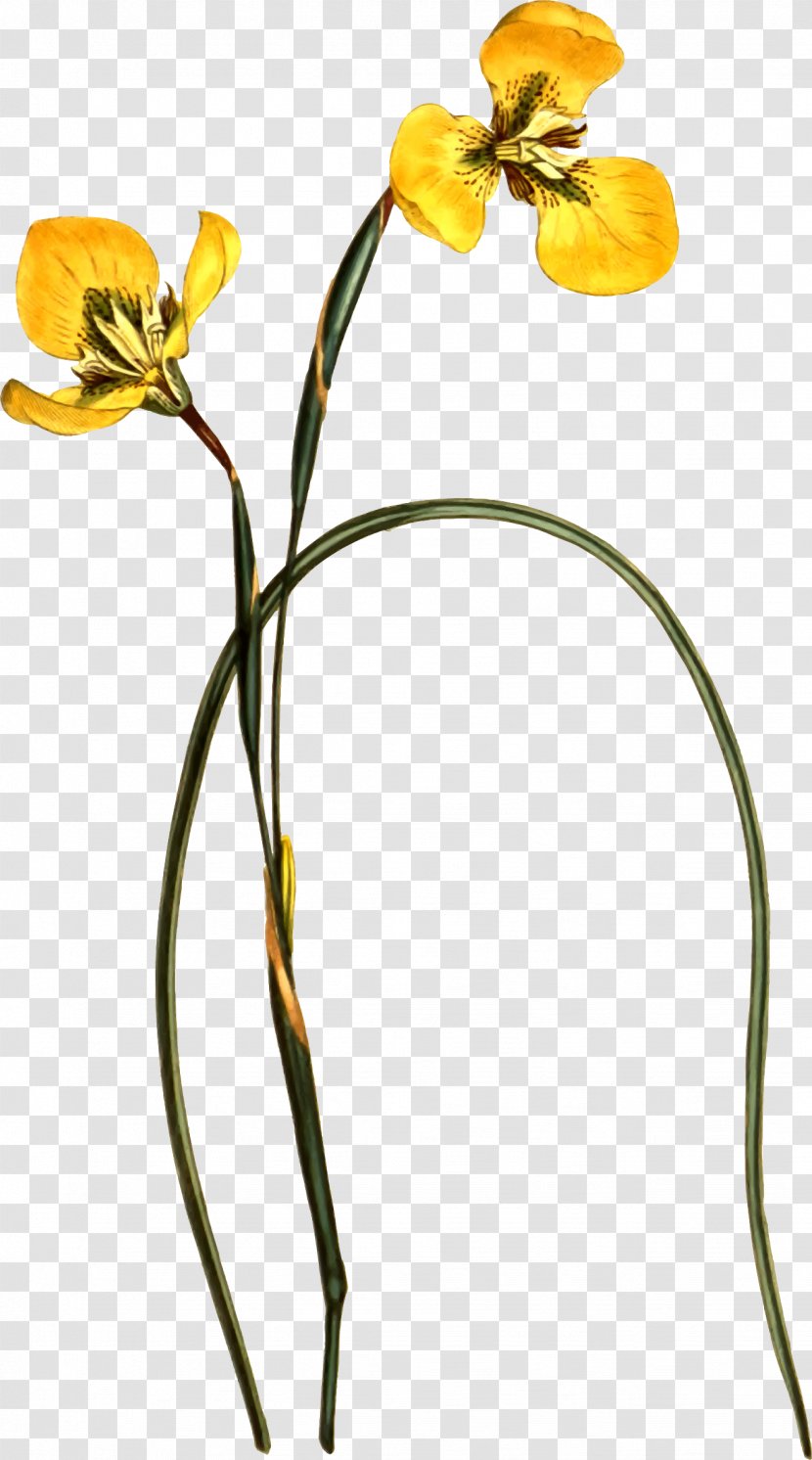 Illustrator Stock Photography United Kingdom - Botanical - Yellow　petal Transparent PNG
