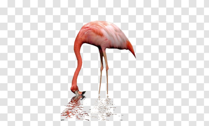 Bird Greater Flamingo Billy The Puppet Flamingos Animal - Beak Transparent PNG